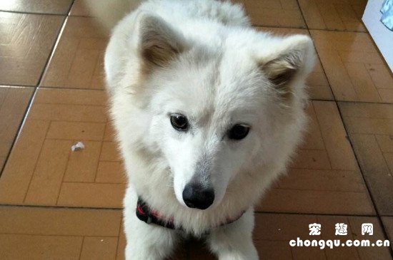 萨摩金毛串串智商高吗