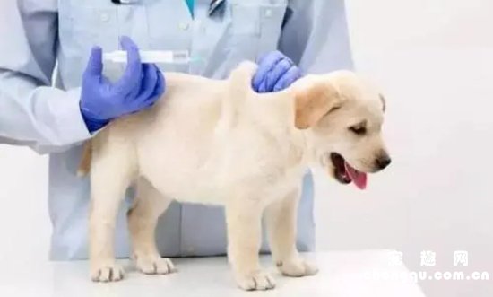 狗狗疫苗费用标准
