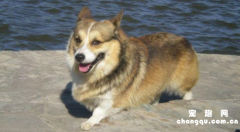 <b>柯基犬应该是什么颜色?</b>