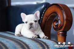 <b>法国斗牛犬的体重大约是多少?</b>