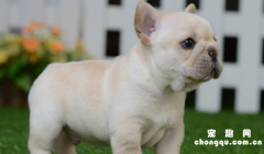 <b>法国斗牛犬多大产仔?</b>