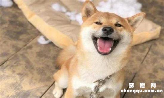 柴犬有什么缺点