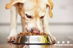哪些东西会导致狗狗食物中毒?