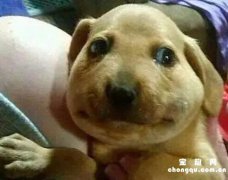 <b>狗狗被蜂虫蜇咬了怎么办?</b>