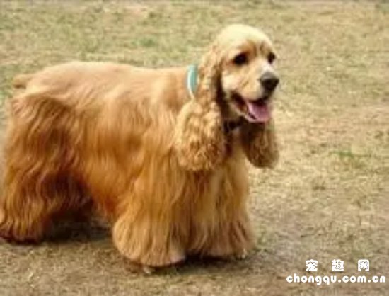 ​长耳朵长毛狗什么品种