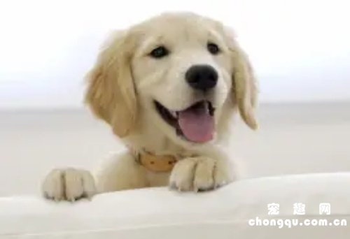 狗得了皮肤病用什么药会比较好