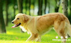 <b>如何给大型犬测量体温</b>