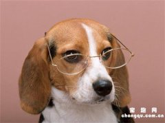 狗狗坐车晕车怎么办最有效方法