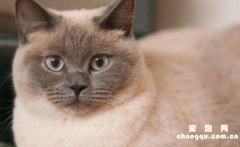 <b>重点色短毛猫有几种颜色</b>