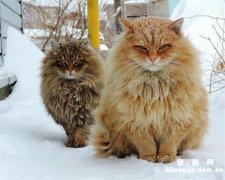 <b>缅因猫有什么特点</b>