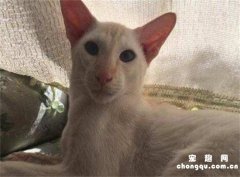 <b>重点色短毛猫的性格特征</b>