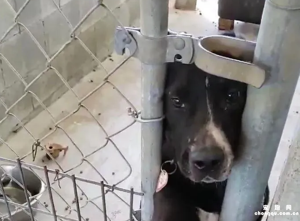 <b>狗子隔着栅栏一次又一次的向来收容所的人伸手：可不可以带我回家？</b>