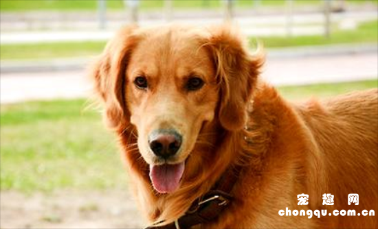 犬瘟热后遗症都有哪些