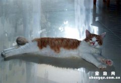 <b>土耳其安哥拉猫是否粘人</b>