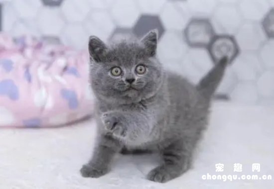 4个月蓝猫标准长相