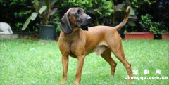 <b>巴伐利亚山地犬哪种颜色好</b>