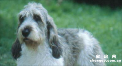 长卷毛猎犬怎么训练才听话