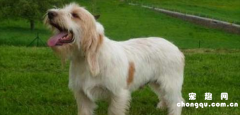 <b>长卷毛猎犬的饲养要点有哪些</b>