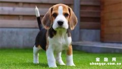 <b>米格鲁猎犬怎么训练才听话</b>