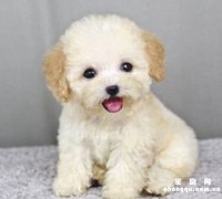 5斤泰迪一窝能下几个崽