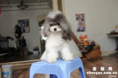 <b>小狗眼睛流眼泪泪痕太重怎么办</b>