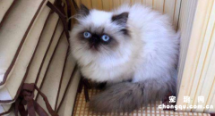 <b>喜马拉雅猫的特点是什么</b>