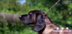 <b>巴伐利亚山地犬喂养技巧指南</b>