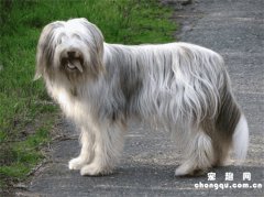 长须柯利牧羊犬训练技巧