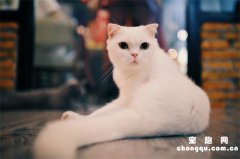 <b>英国短毛猫有几种颜色</b>
