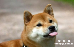 <b>三个月的小柴犬怎样训练</b>
