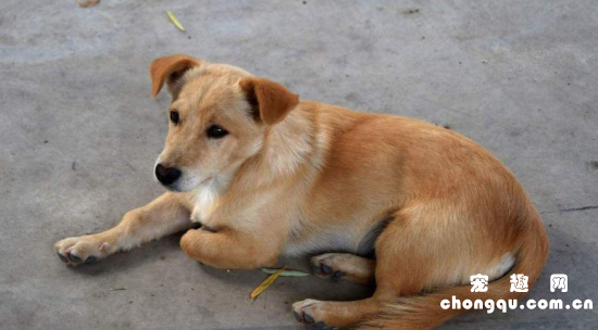 中华田园犬聪明吗