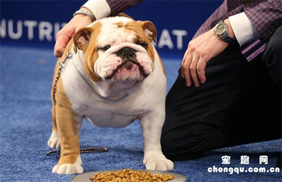 英国斗牛犬什么颜色好
