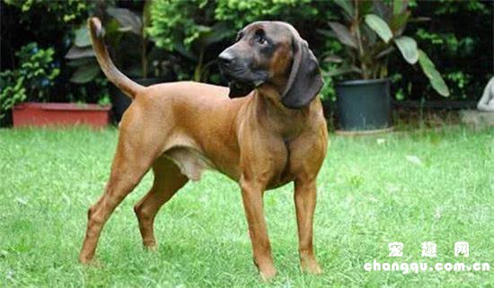 巴伐利亚山地犬有几种颜色