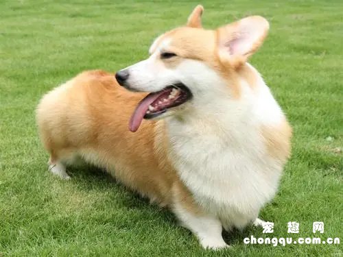 狗狗大量喝水大量撒尿怎么办