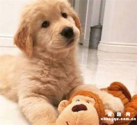 <b>让狗狗乖乖吃药的方法</b>