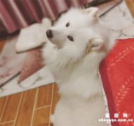 <b>要做好萨摩耶狗狗的清洁护理</b>