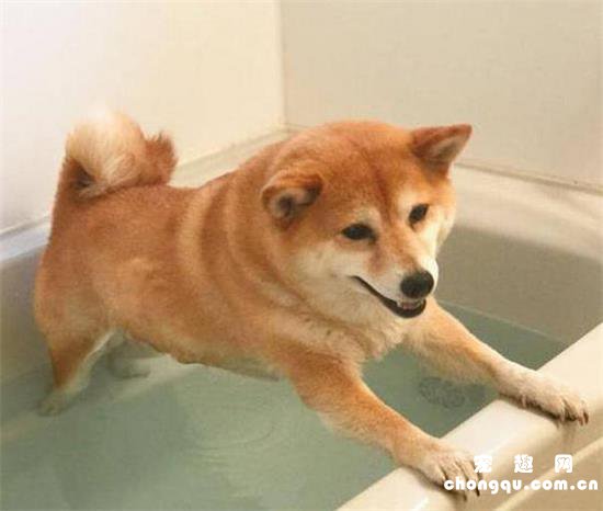 洗澡的狗狗
