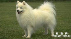 <b>银狐犬智商排第几</b>
