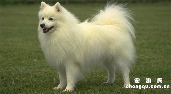 银狐犬智商排第几