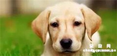 <b>宠物狗有泪痕怎么办，4种狗狗去泪痕的方法</b>