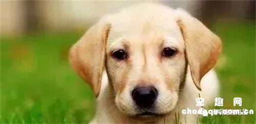 宠物狗有泪痕怎么办，4种狗狗去泪痕的方法