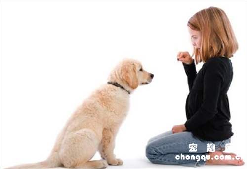 怎么教幼犬坐下握手