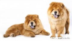 <b>狗身上有蜱虫怎么办</b>