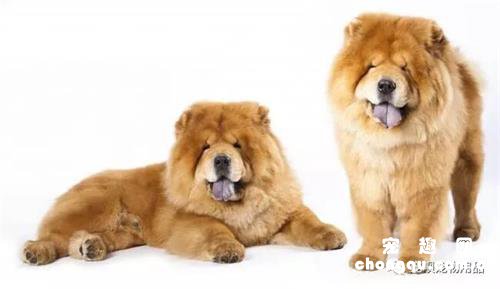 狗身上有蜱虫怎么办