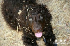 <b>长卷毛猎犬的体高是多少</b>