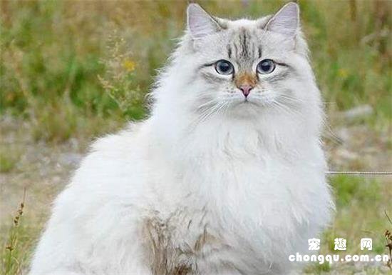 西伯利亚猫的性格特征