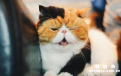 <b>加菲猫性格脾气好吗?</b>