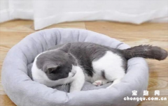 猫咪肠胃炎吃什么药效果最快？