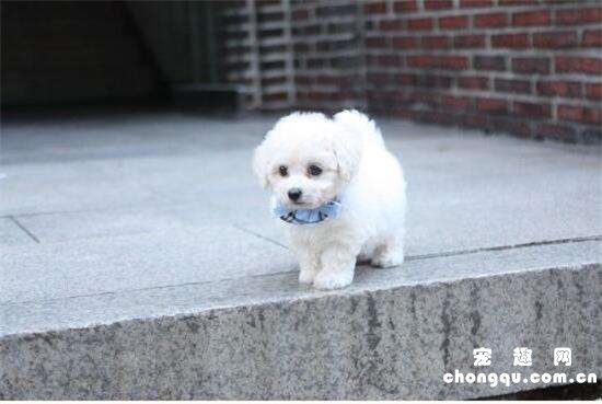 卷毛比熊犬什么时候产仔
