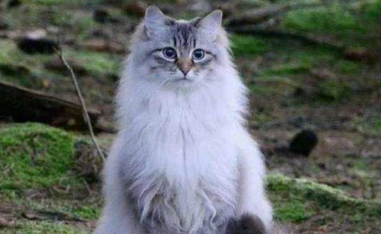 挪威森林猫怎么看多大了